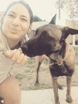 hisko, un berger malinois très sympa et bien éduqué