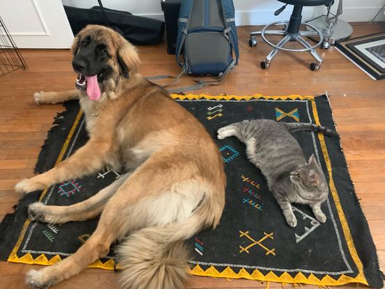 Ottawa et Harlem, nos deux adorables compagnons 