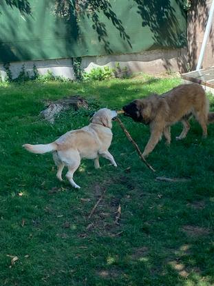 Une copine labrador en garde et en pleine partie de jeu