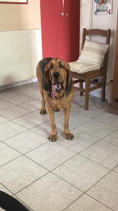 Garde d’une Saint Huber de 2 ans 