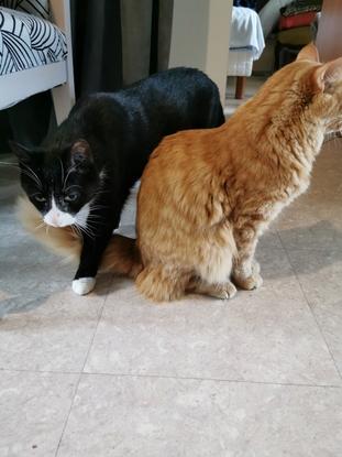Mika chat de mes parents avec qui j'ai vécu 7 ans. Accompagné de koda. 