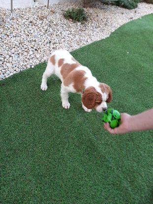 Ophé, le chien de mes parents dont je m'occupe régulièrement