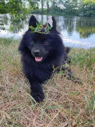 Ma chienne Mylah, reine des fleurs 🌸🌺🌻🌹