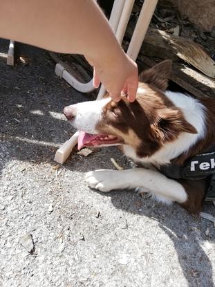 Moment repos et caresse avec Tekno (Border Collie rouge) pendant la balade