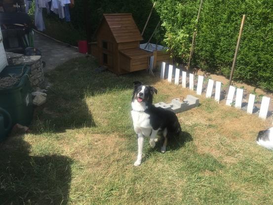 Shawshaw dans le jardin ! ^^