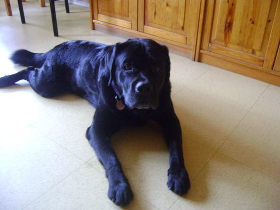 une photo d'un labrador que j'ai gardé