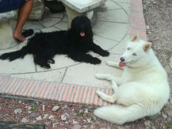 Retour de balades pour Quitou (mâle Berger Catalan de 2 ans) et Luna (Femelle Husky de 2 ans).