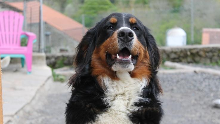 "Boubou" qui m'offre son meilleur profil