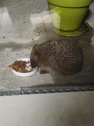 Lui c'est le pensionnaire du jardin mais il compte pas