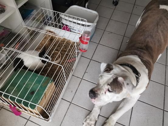Falko qui était la ya 2 semaines. On enchaîne un peu les dogsitting en ce moment. La cohabitation s'est très bien passée. Aucun soucis à déplorer. Falko on l'a régulièrement quand ses maîtres s'en vont en vacances 