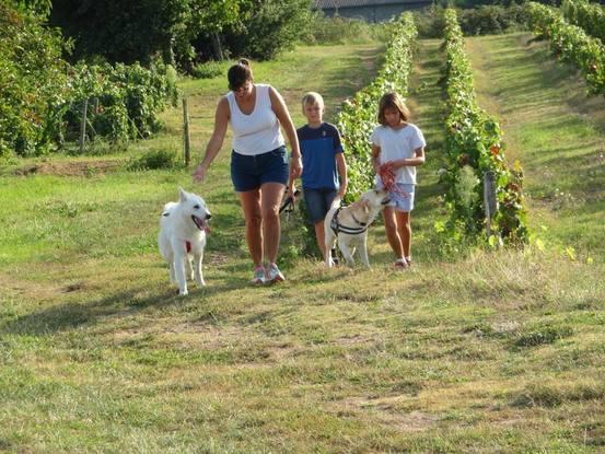 Oslo et Mila dans les vignes