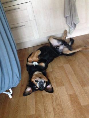 Chien malheureux 😆😁