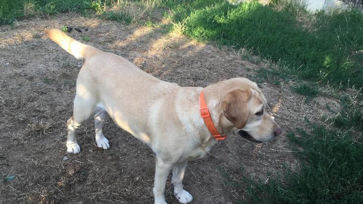 Tina, chienne gardée à mon domicile dans le jardin 
