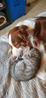 Petite sieste entre copain 
