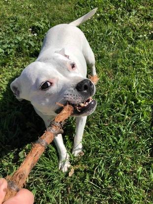 Nicky, petite staffy qui appartient à ma belle mère, mais dont je m’occupe pendant ses vacances ou parfois le week end.