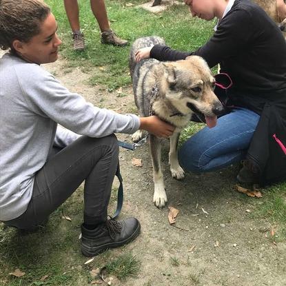 Séance d'ostéopathie sur des chiens loups avec notre école