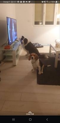 Mon border collie avec le chien de ma sœur en garderie chez moi pour 1 nuit 