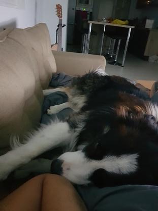 Mon border collie ❤