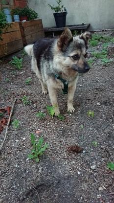 Molly dans le jardin intérieur 
