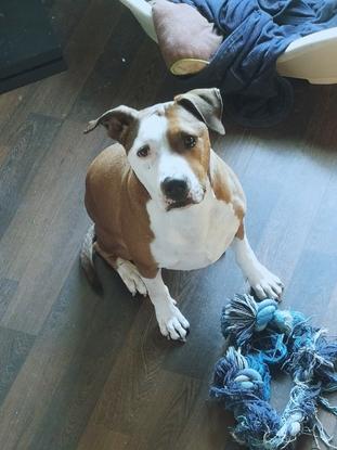 ♥️🐶