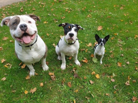 Narco, mon american bully de 2ans. Pharrell American staff de 4mois, et Pablo chihuahua de 8 mois chien du voisin 