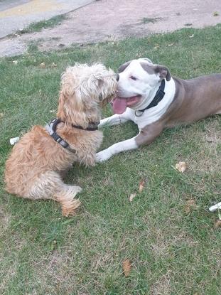 Narco et Oddy, un petit cockapoo, de 10 mois, chien d un monsieur que je vois beaucoup 