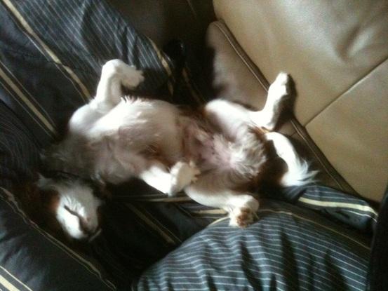 quelle vie de chien !!!
