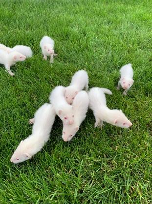 Nos petits furets nés à la maison 