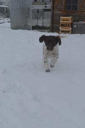 Léxy  jouant dans la neige