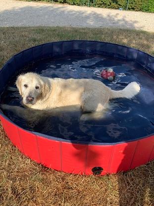 Holly en garde chez nous en pleine baignade 