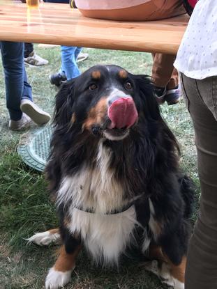 Bouvier bernois de 4 ans
