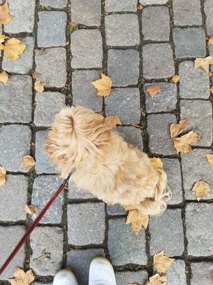 Petite balade aujourd'hui avec Gian 🍁🌳