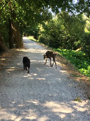 Promenades des chiens du voisinage 2017-2018. Austral et Jaunasse