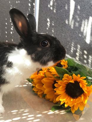 Mon lapin Léonard qui vit en liberté dans l’appartement 💙