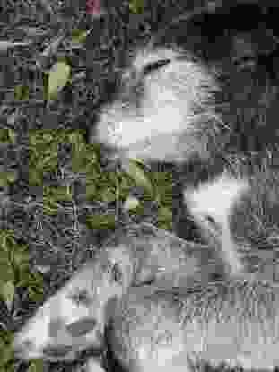 sieste pour luna