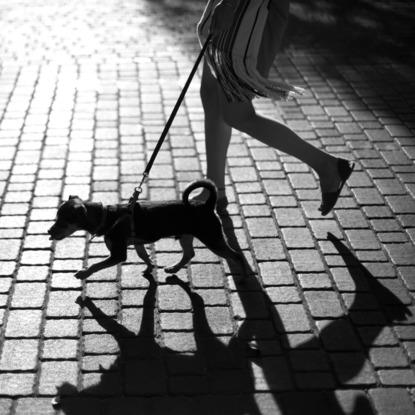 Paseo en ciudad (a buscar nuevos olores y amigos)
