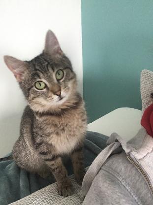 Câline (mon chat) 