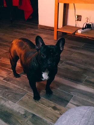Joyse ( mon chien ) 