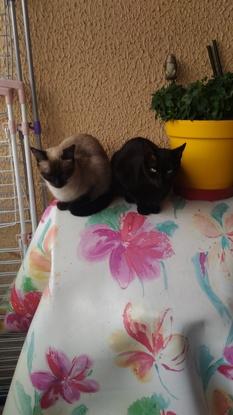 Mes chats