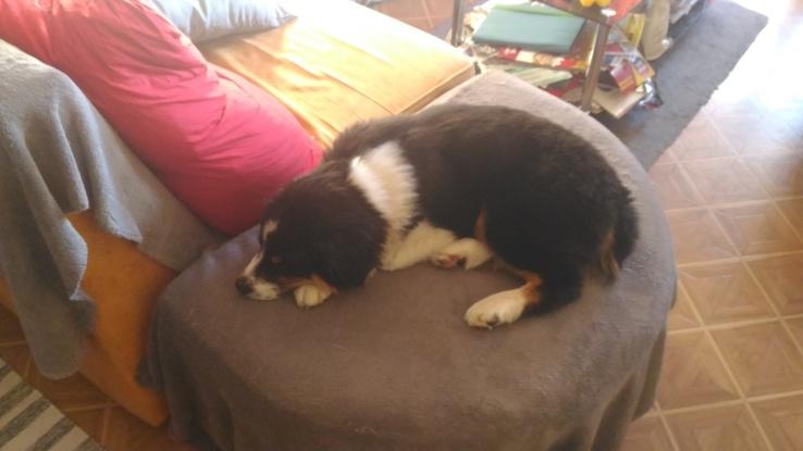 Garde chiot