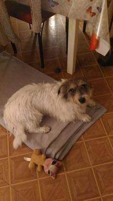 Garde chien