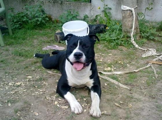 Voici Elvis, l’un de mes anciens chiens, un Staff américain adorable 