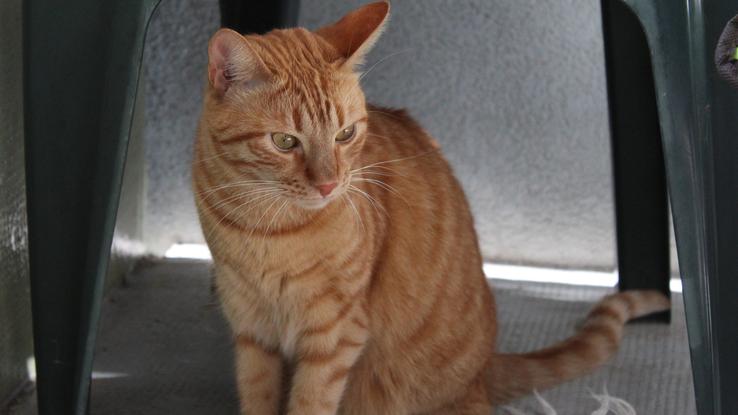 J’ai un chat, Isaac. Alors je peux aussi m’occuper de votre chat si vous en avez un 