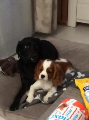 Deux chiens que j'ai pu garder récemment 