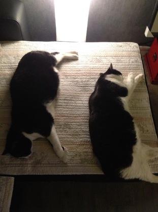 Ying et yong 