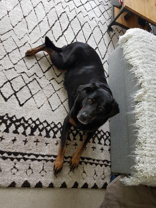 Luna (Beauceron)