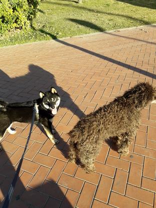Ma chienne Toffe et Kira 