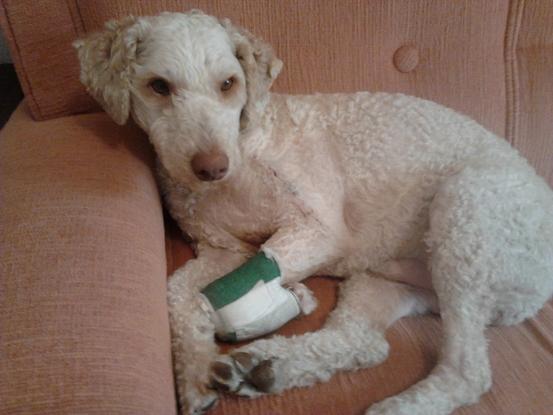 Barullo, un chien d'une protectrice
