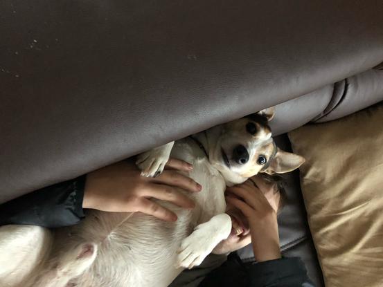 Mon chien flip