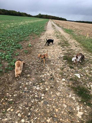 Petite balade avec les chiens de la famille 